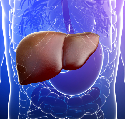 Liver